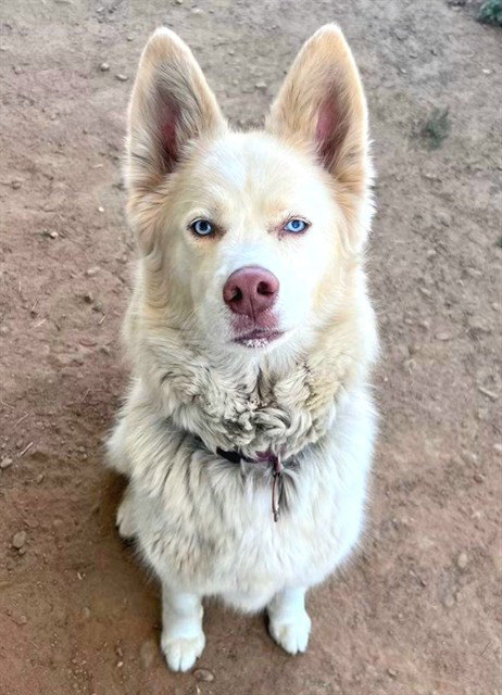 MOCHI, an adoptable Siberian Husky in Sacramento, CA