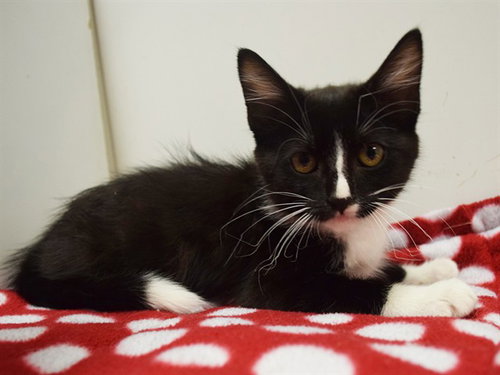BRAD, Baby Domestic Short Hair (medium coat), cat for adoption in Lincoln, California