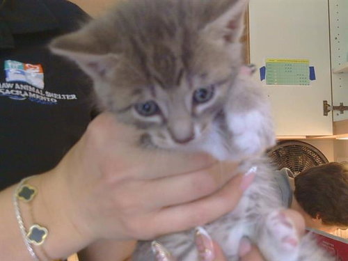 GREYSON