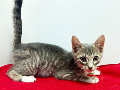 GREYSON, Baby Domestic Short Hair (medium coat), cat for adoption in Yuba City, California