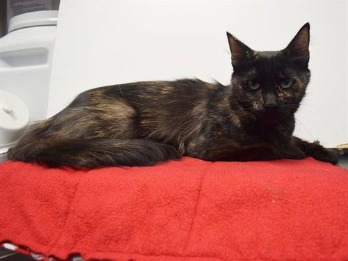 *DOMINIQUE, Adult Domestic Medium Hair / Mixed (medium coat), cat for adoption in Lincoln, California