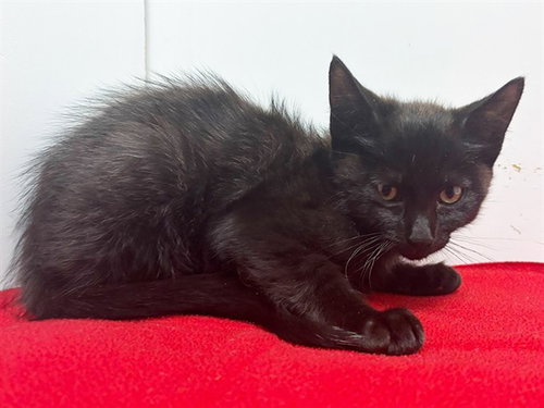 *DANIEL, Baby Domestic Medium Hair / Mixed (medium coat), cat for adoption in Yuba City, California