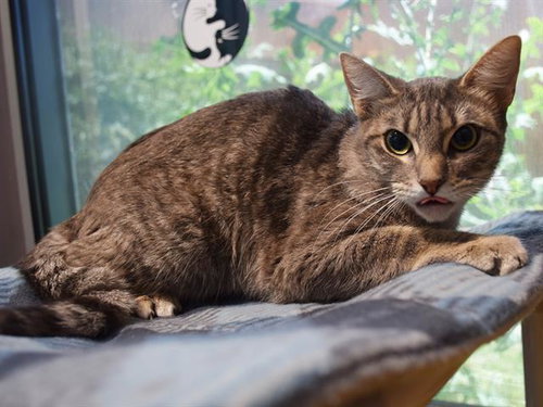 *FLORA, Young Domestic Short Hair (medium coat), cat for adoption in Lincoln, California