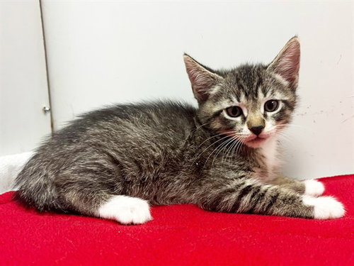 *REGINA, Baby Domestic Short Hair (medium coat), cat for adoption in Yuba City, California