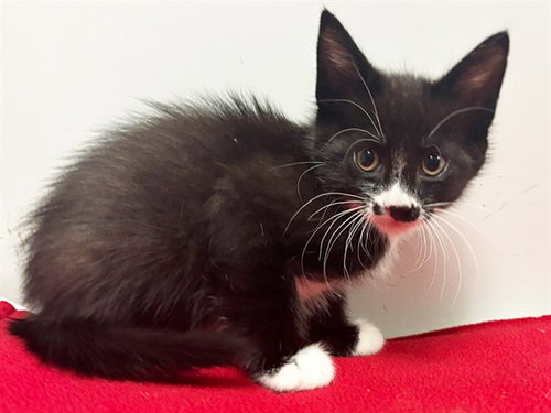 *LEX, Baby Domestic Short Hair (medium coat), cat for adoption in Yuba City, California