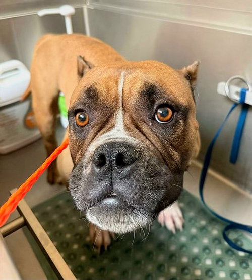 *SUNFLOWER, an adoptable Bulldog in Sacramento, CA