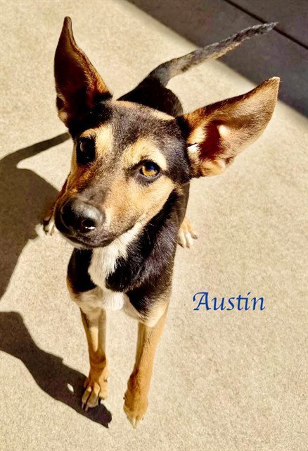 *AUSTIN