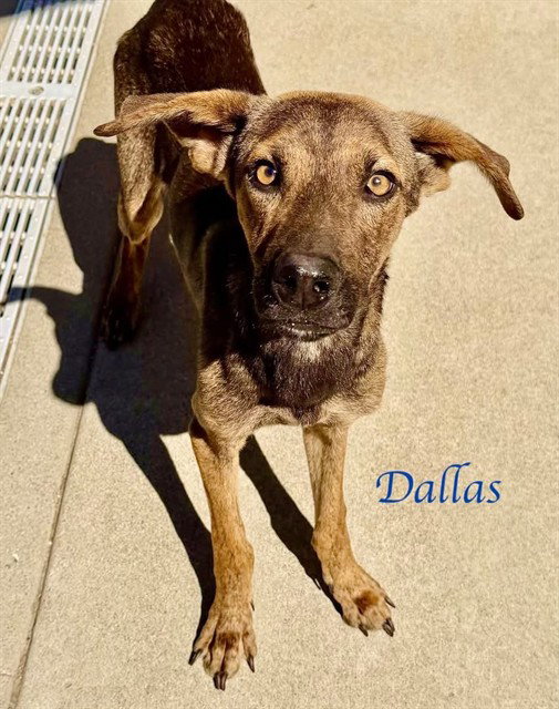 *DALLAS