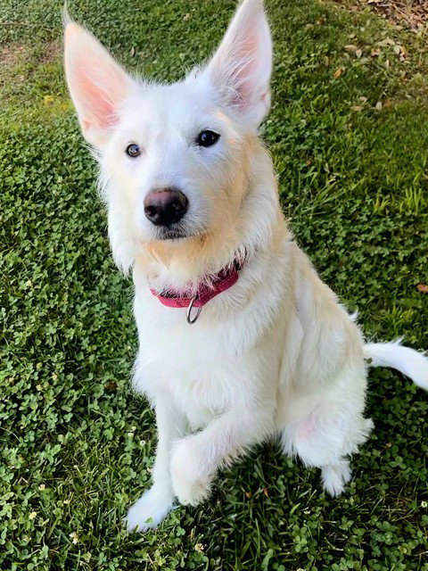 MACY