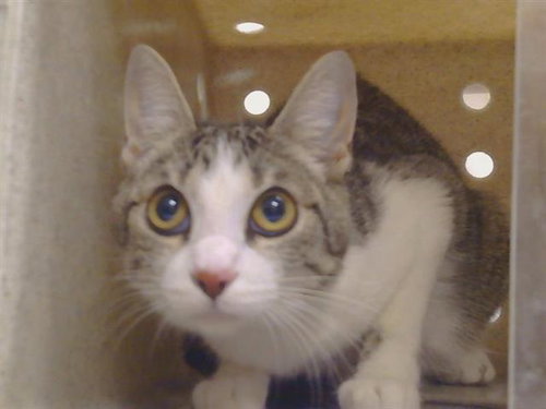SIDNEY, Adult Domestic Short Hair (medium coat), cat for adoption in Oakley, California