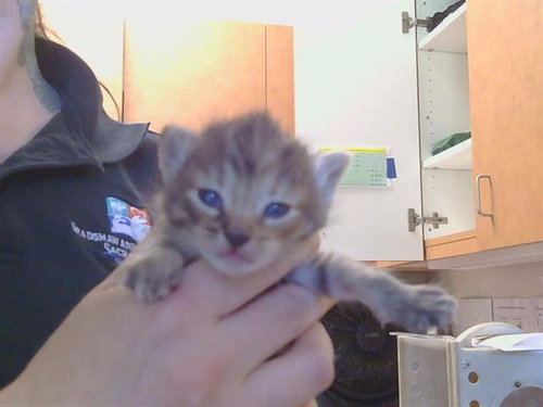 GINGER, Baby Domestic Medium Hair (medium coat), cat for adoption in Citrus Heights, California