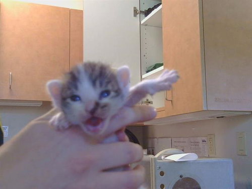 *GILLIGAN, Baby Domestic Medium Hair (medium coat), cat for adoption in Citrus Heights, California