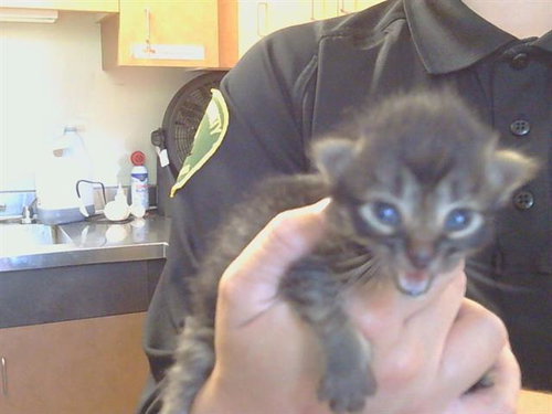 *PROFESSOR, Baby Domestic Medium Hair (medium coat), cat for adoption in Citrus Heights, California