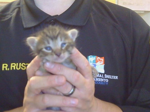 *MARY ANN, Baby Domestic Medium Hair (medium coat), cat for adoption in Citrus Heights, California