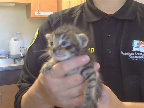*LOVEY, Baby Domestic Medium Hair (medium coat), cat for adoption in Citrus Heights, California