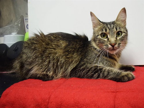 *MARINA, Young Domestic Long Hair (medium coat), cat for adoption in Citrus Heights, California