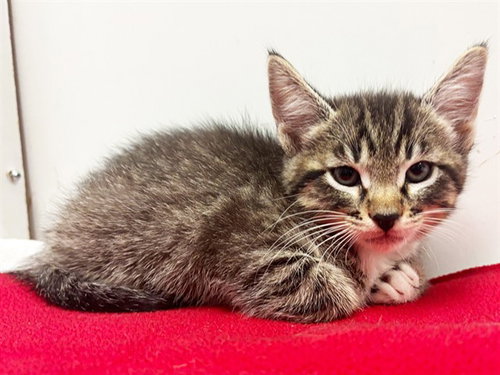 *SHERILYNN, Baby Domestic Short Hair (medium coat), cat for adoption in Citrus Heights, California