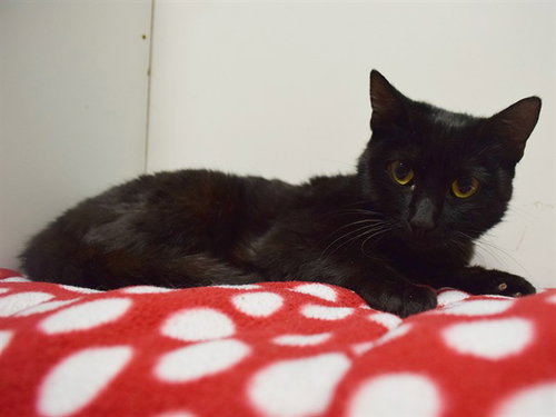 CINDY, Young Domestic Short Hair (medium coat), cat for adoption in Citrus Heights, California