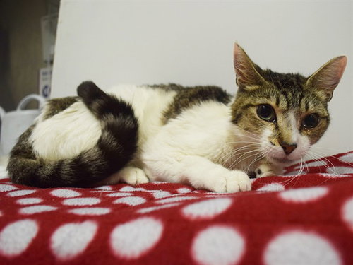 *PORCHE, Adult Domestic Short Hair (medium coat), cat for adoption in Citrus Heights, California