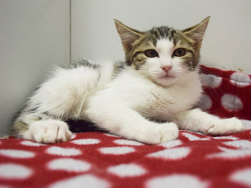 *EDITH, Baby Domestic Short Hair (medium coat), cat for adoption in Citrus Heights, California