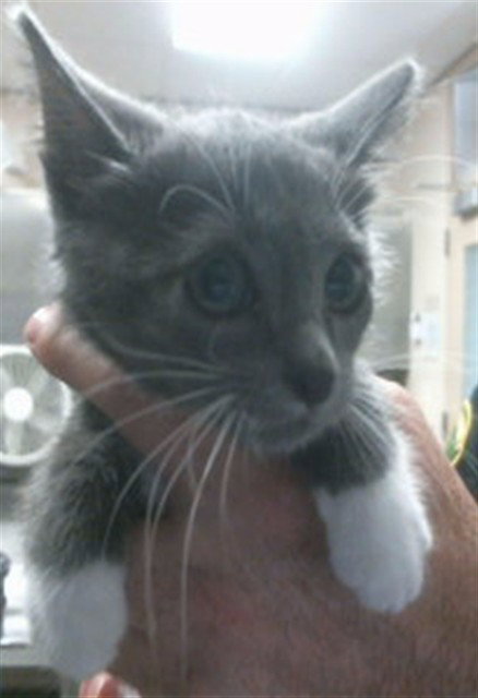*MONSIEUR, Baby Domestic Short Hair (medium coat), cat for adoption in Citrus Heights, California