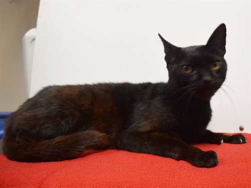 *SHEBA, Senior Domestic Short Hair (medium coat), cat for adoption in Elk Grove, California