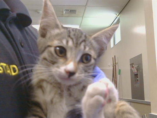 *MUFFIN, Baby Domestic Short Hair (medium coat), cat for adoption in Citrus Heights, California