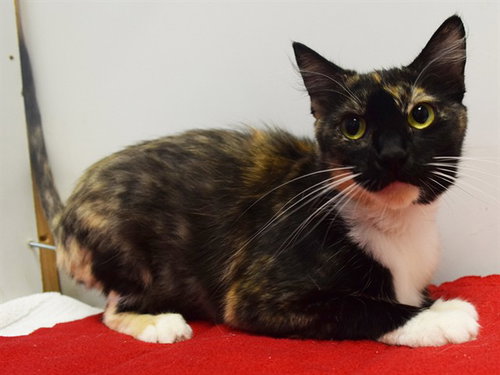 *EUDORA, Young Domestic Short Hair (medium coat), cat for adoption in Citrus Heights, California