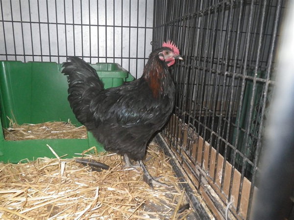 *CHICK JAGGER