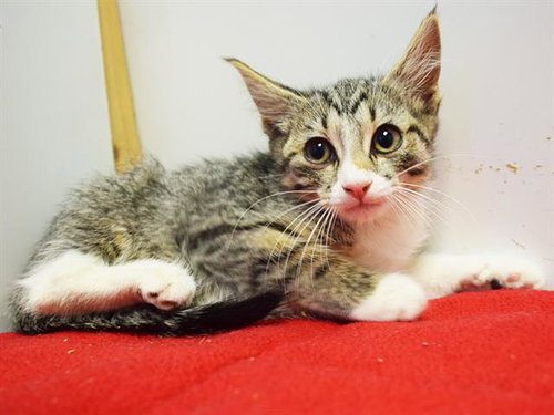 *BRITANY, Baby Domestic Short Hair (medium coat), cat for adoption in Citrus Heights, California