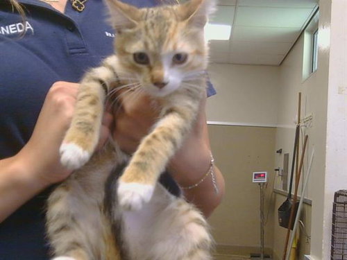*ANN MARIE, Baby Domestic Short Hair (medium coat), cat for adoption in Citrus Heights, California