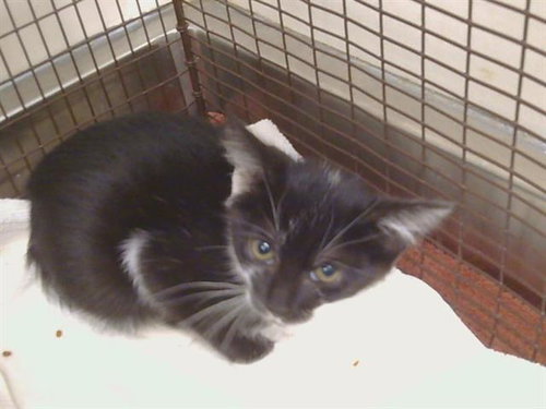 *NESSIE, Baby Domestic Medium Hair (medium coat), cat for adoption in Citrus Heights, California