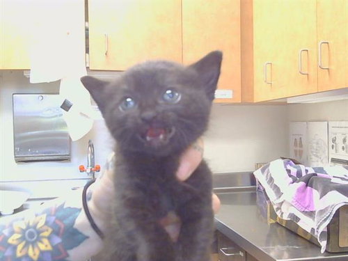 *CHOCKTAW, Baby Domestic Short Hair (medium coat), cat for adoption in Citrus Heights, California