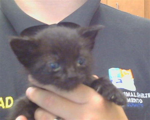 *MOJAVE, Baby Domestic Short Hair (medium coat), cat for adoption in Citrus Heights, California