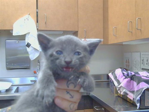 *NAVAJO, Baby Domestic Short Hair (medium coat), cat for adoption in Citrus Heights, California