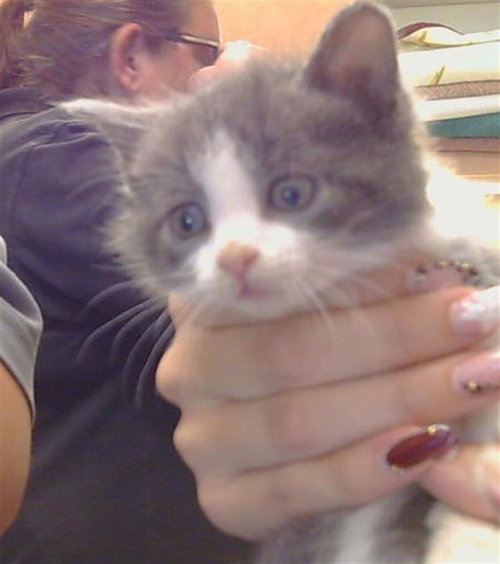 *MZYTHRA, Baby Domestic Short Hair (medium coat), cat for adoption in Elk Grove, California