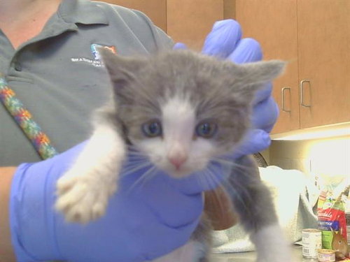 *ROQUEFORT, Baby Domestic Short Hair (medium coat), cat for adoption in Elk Grove, California
