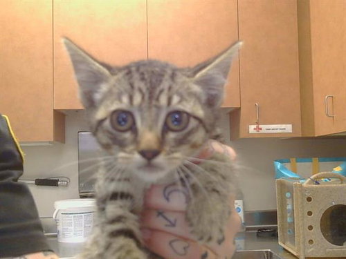 *KIMI, Baby Domestic Short Hair (medium coat), cat for adoption in Citrus Heights, California