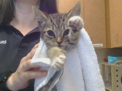 *BUSTER, Baby Domestic Short Hair (medium coat), cat for adoption in Citrus Heights, California