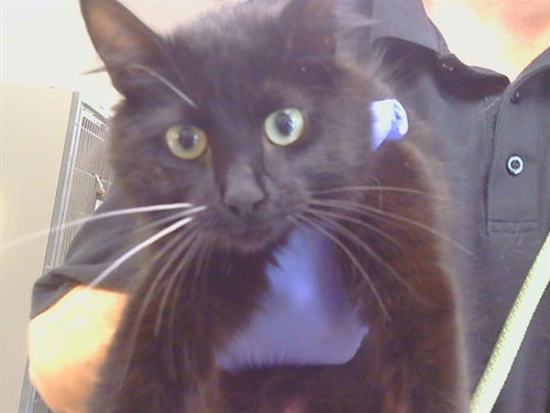 RAVEN, Adult Domestic Short Hair (medium coat), cat for adoption in Citrus Heights, California