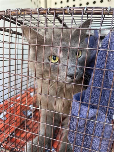 A920826, Adult Domestic Medium Hair (medium coat), cat for adoption in Citrus Heights, California