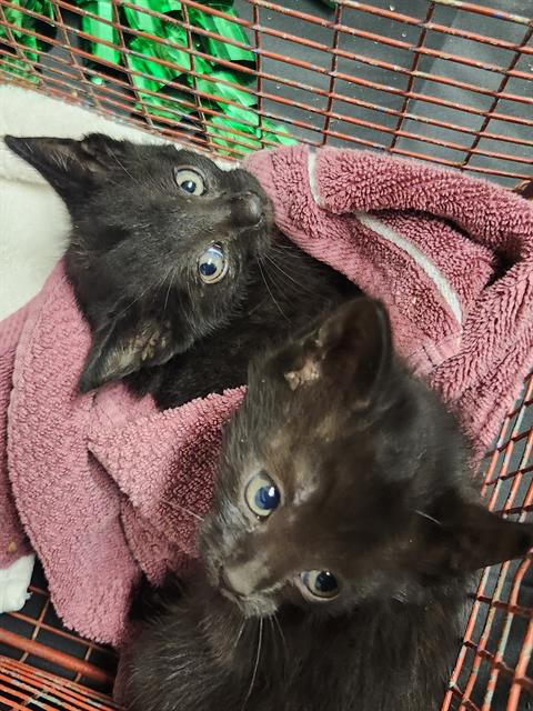 *TOVA, Baby Domestic Short Hair (medium coat), cat for adoption in Citrus Heights, California