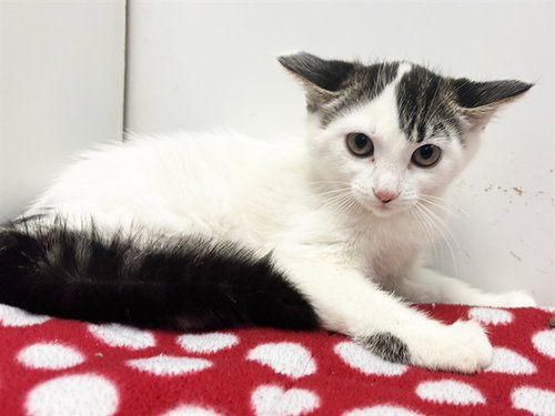 *FLOWER, an adoptable Domestic Short Hair in Sacramento, CA