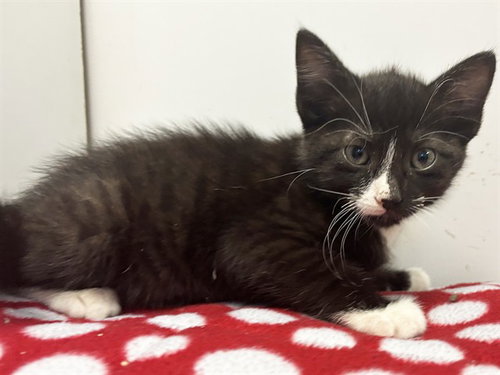 *KORY, an adoptable Domestic Short Hair in Sacramento, CA