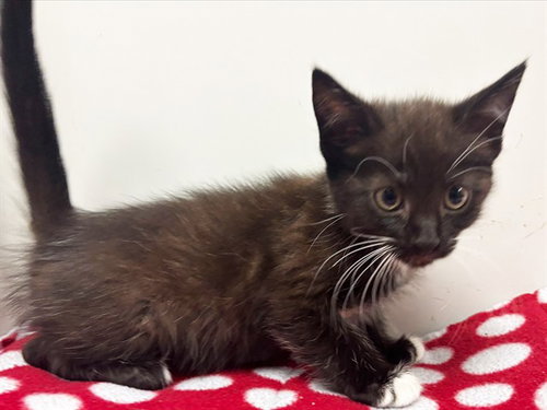 *JINA, an adoptable Domestic Short Hair in Sacramento, CA
