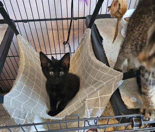 LULU, an adoptable Domestic Short Hair in Sacramento, CA