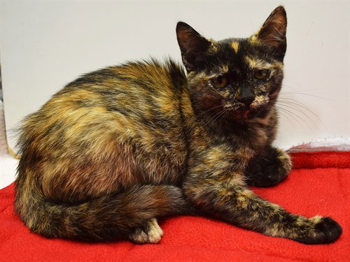 *LILO, an adoptable Domestic Short Hair in Sacramento, CA