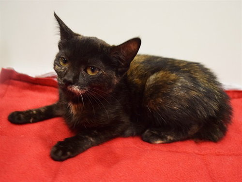 *ROLLY, an adoptable Domestic Short Hair in Sacramento, CA