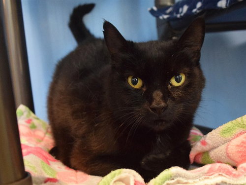 *MOCHI, an adoptable Domestic Short Hair in Sacramento, CA