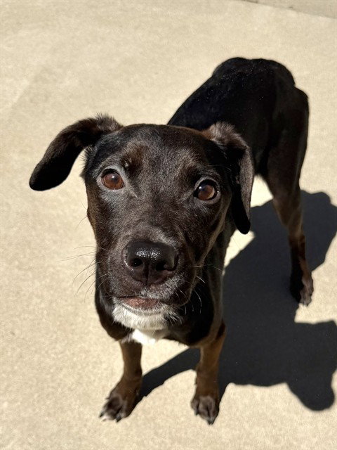 *VERANDA, an adoptable Pit Bull Terrier in Sacramento, CA